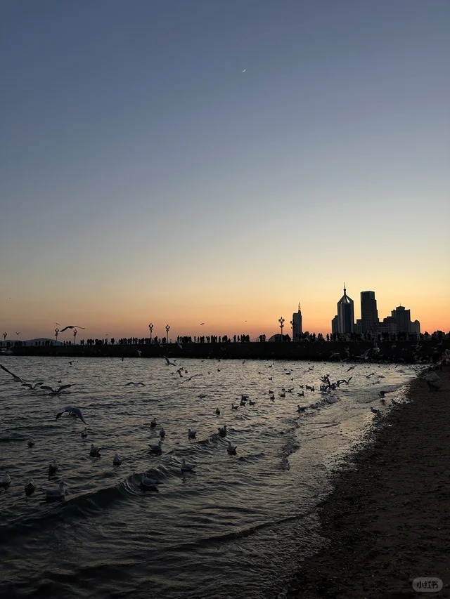 栈桥 风景照 日落 海鸥