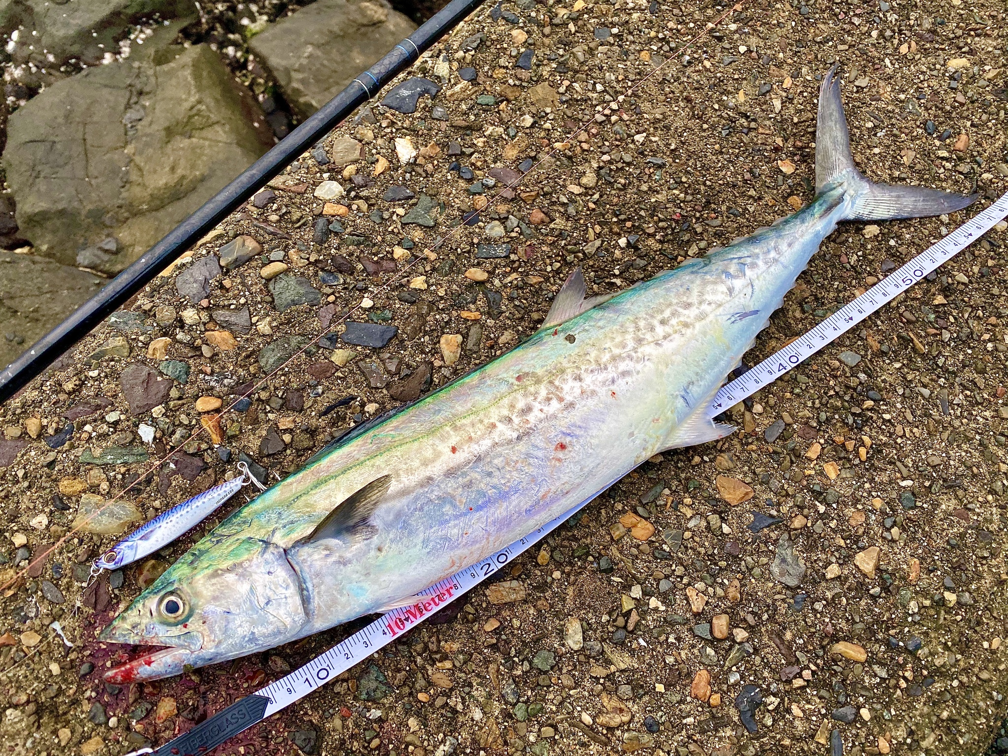 鲅鱼 马鲛鱼 图片