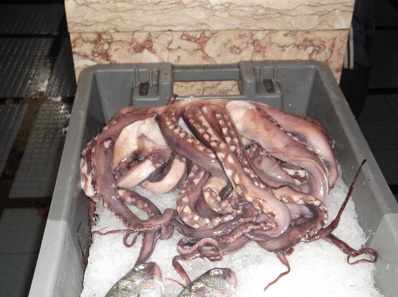 八爪鱼 八带 图片