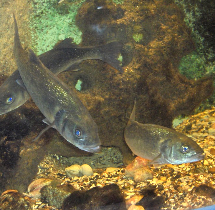 鲈鱼 海鲈鱼 图片